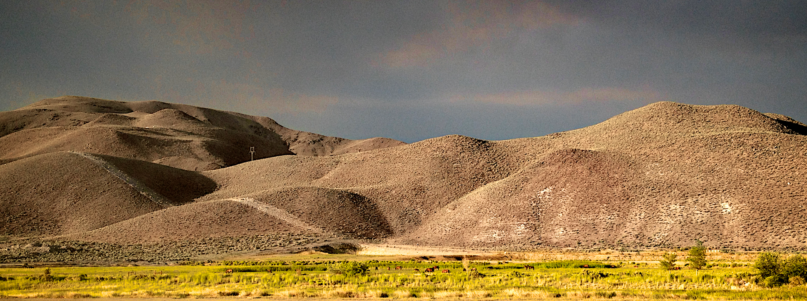 After the Storm - Virginia Range Horses