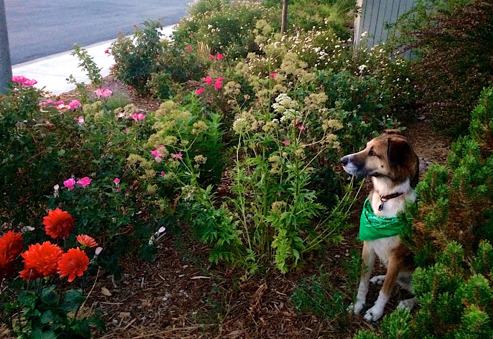Brooks In Garden