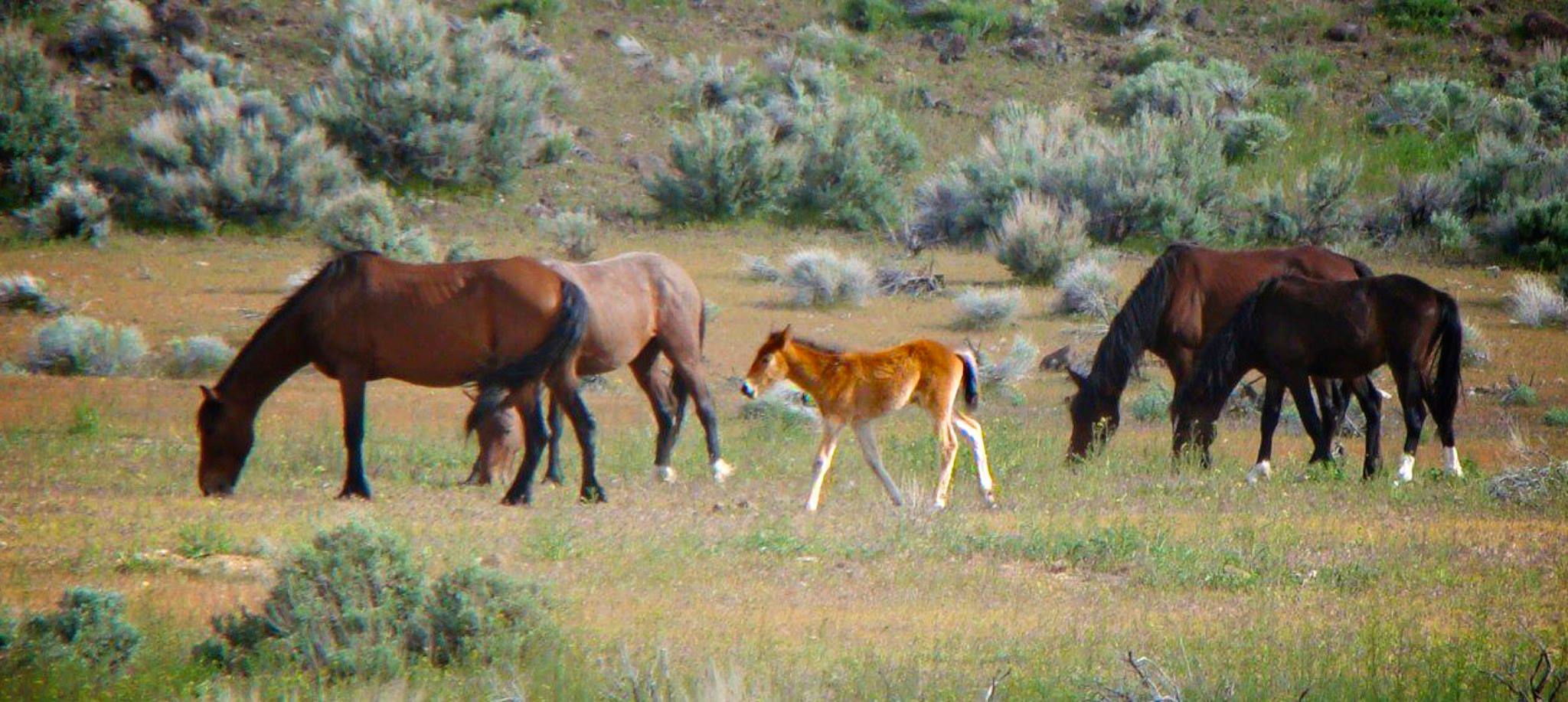 Wild Colt Family