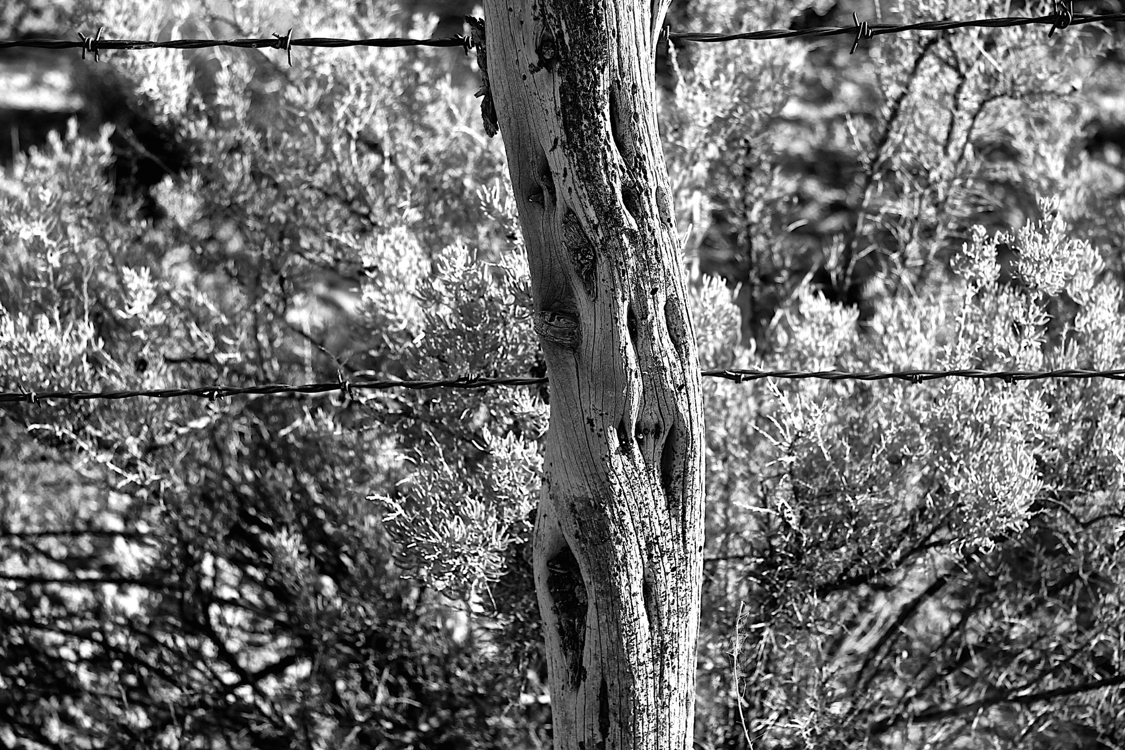 Fence - Surprise Valley