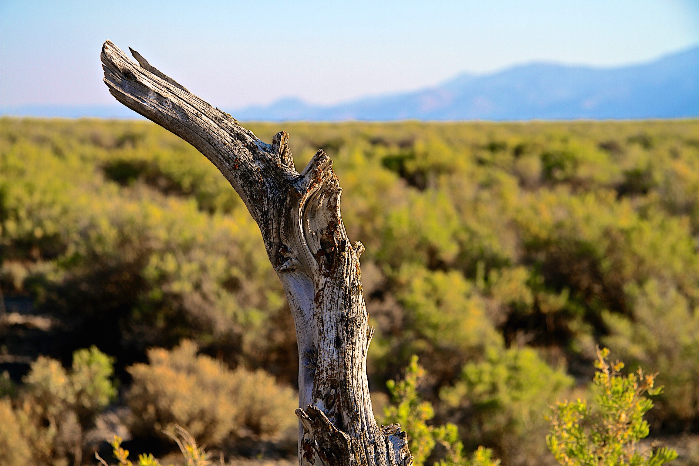 Fence, Surprise Valley