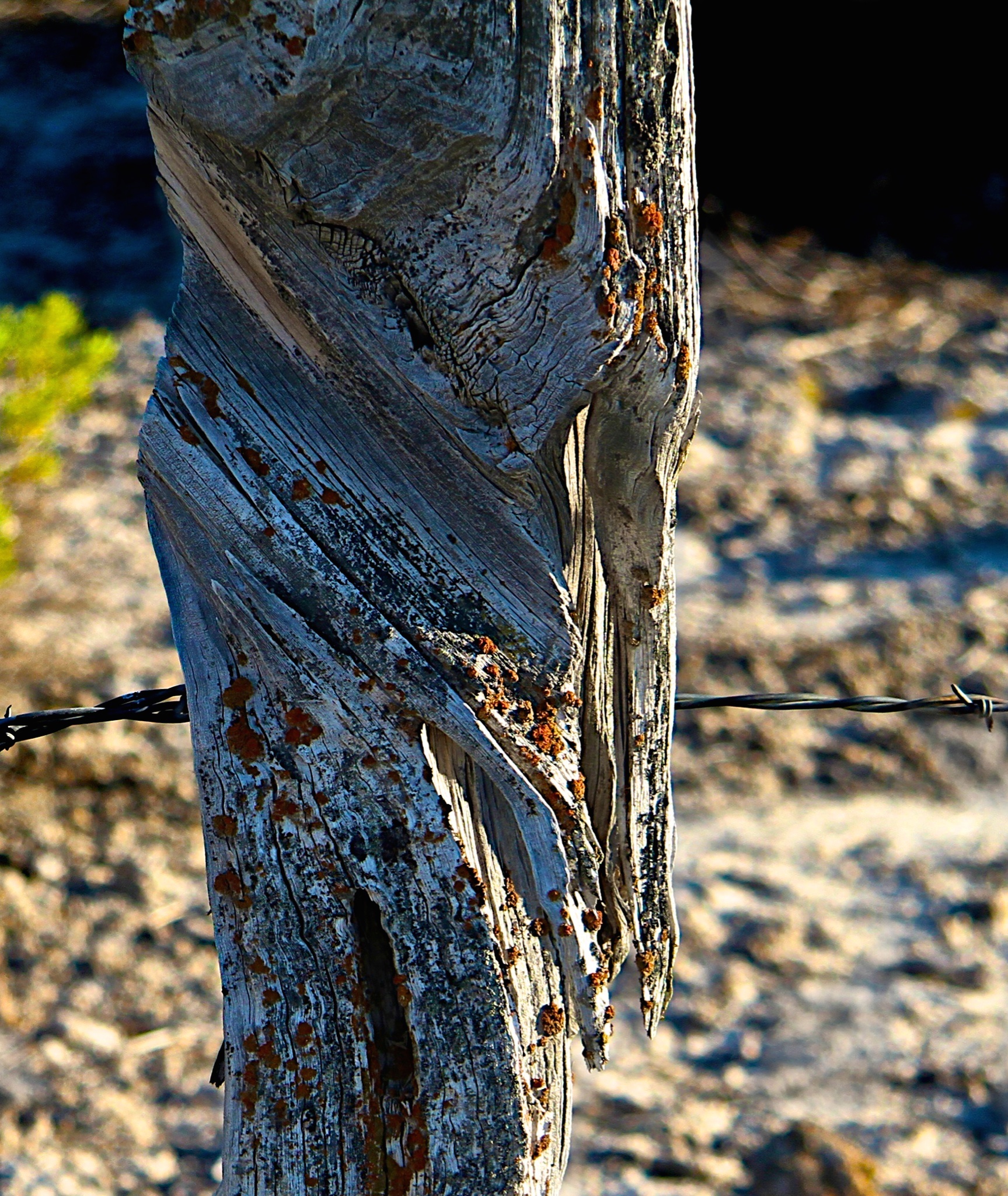Fence Post, Lichens - Suprise Valley