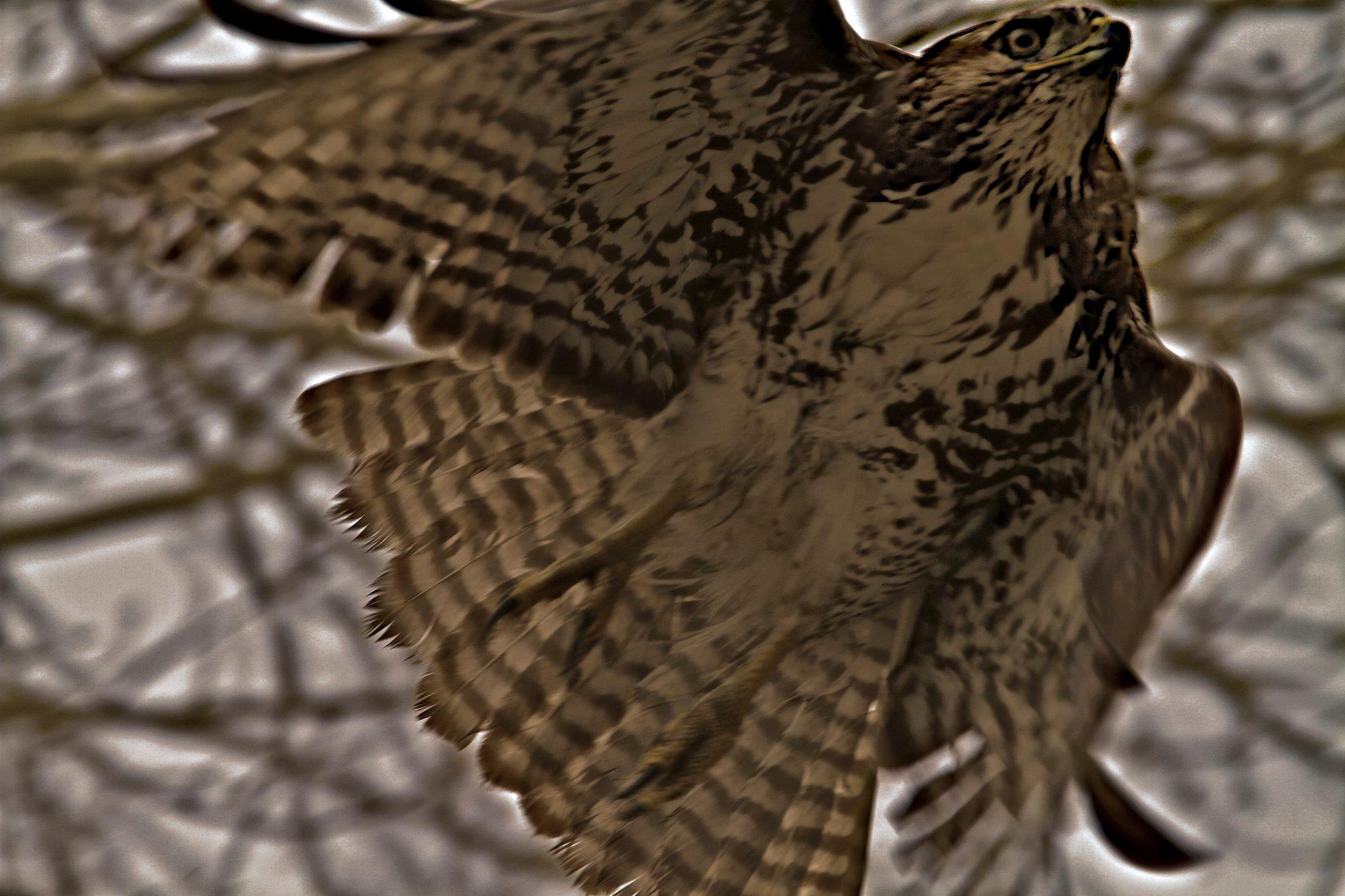 Flight, Surprise Valley