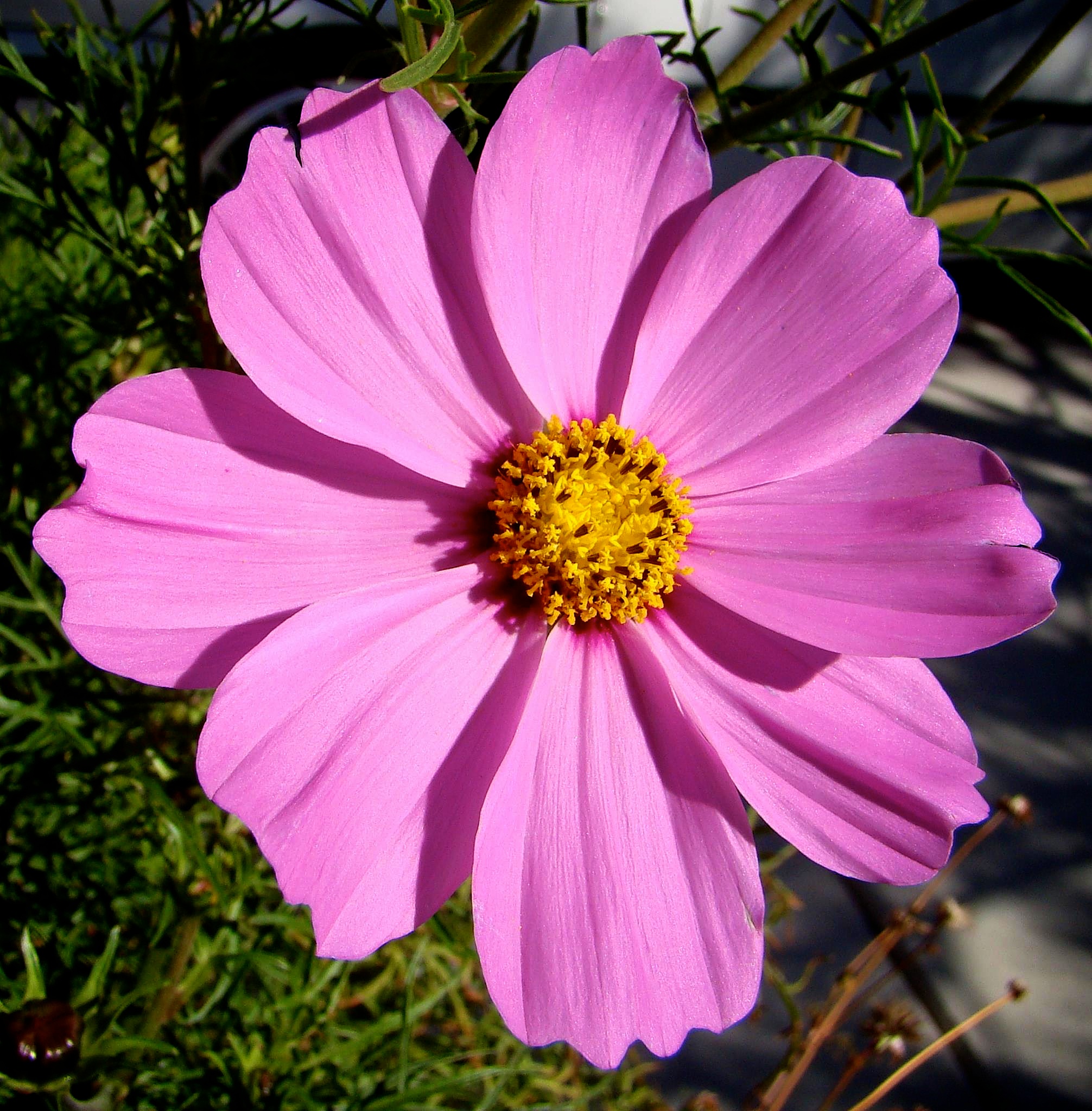 From My Cosmos To Yours