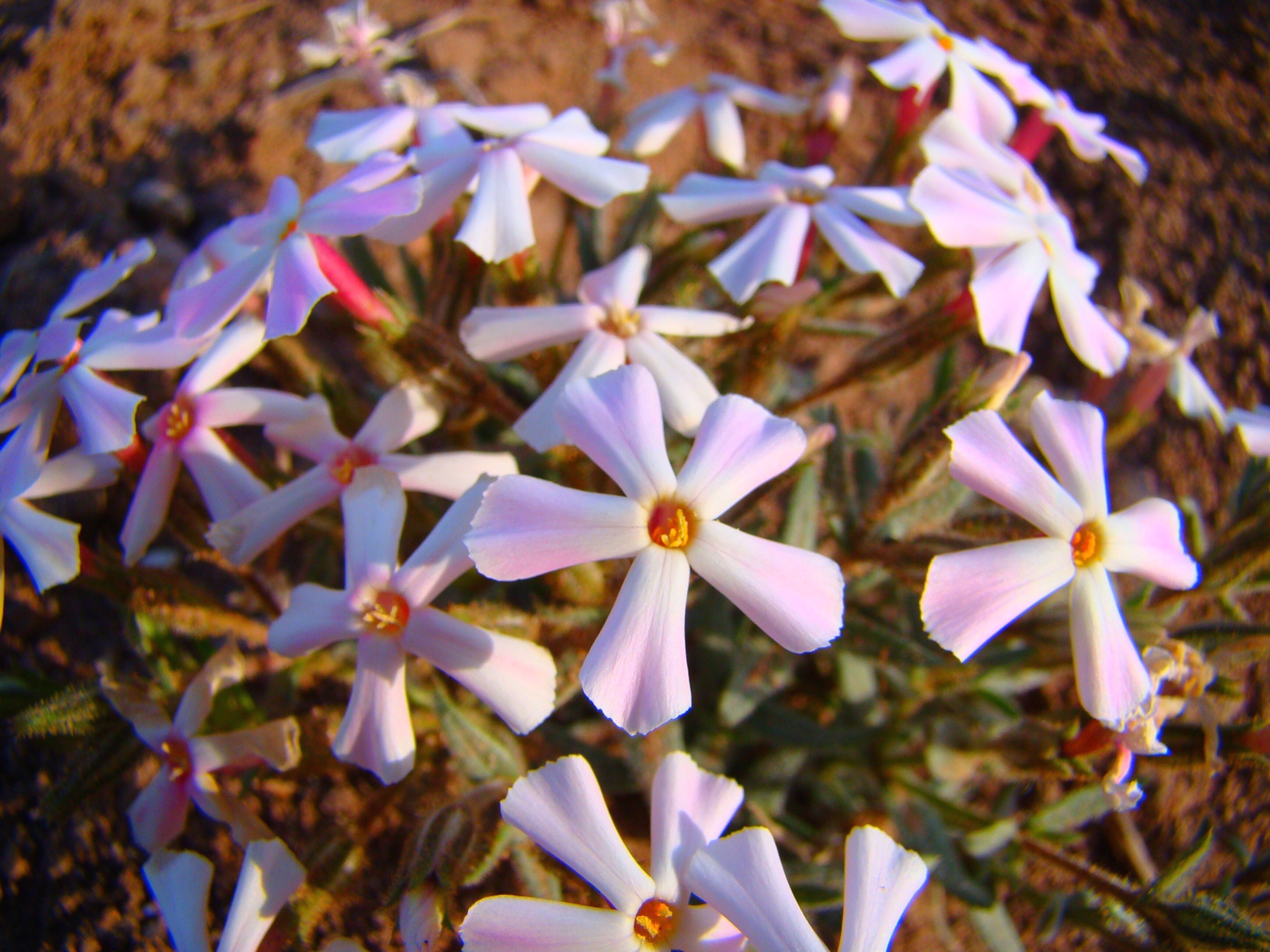 High Sierra Blossoms