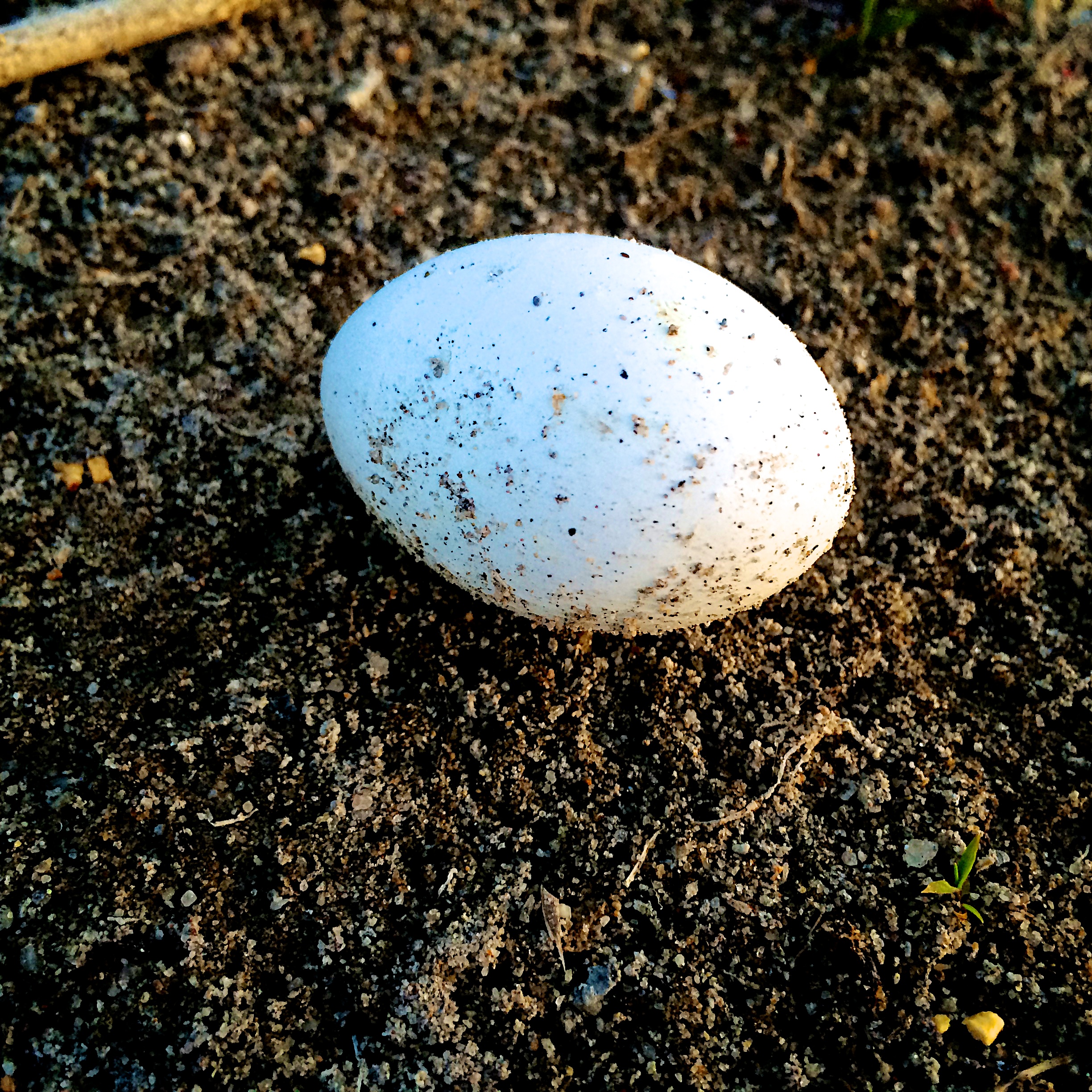 Killdeer Egg