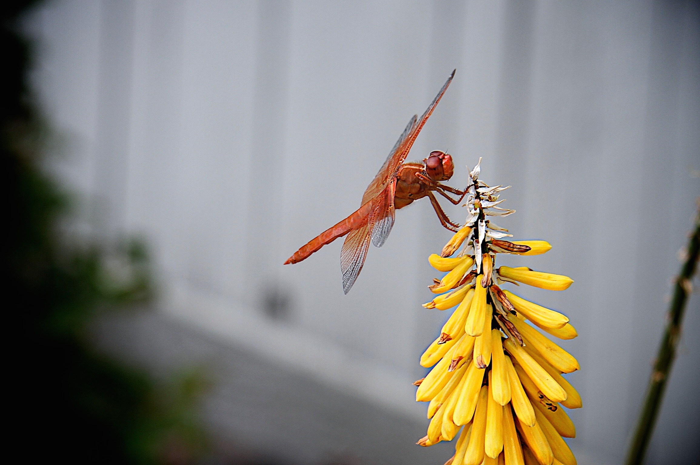 Orange Skimmer