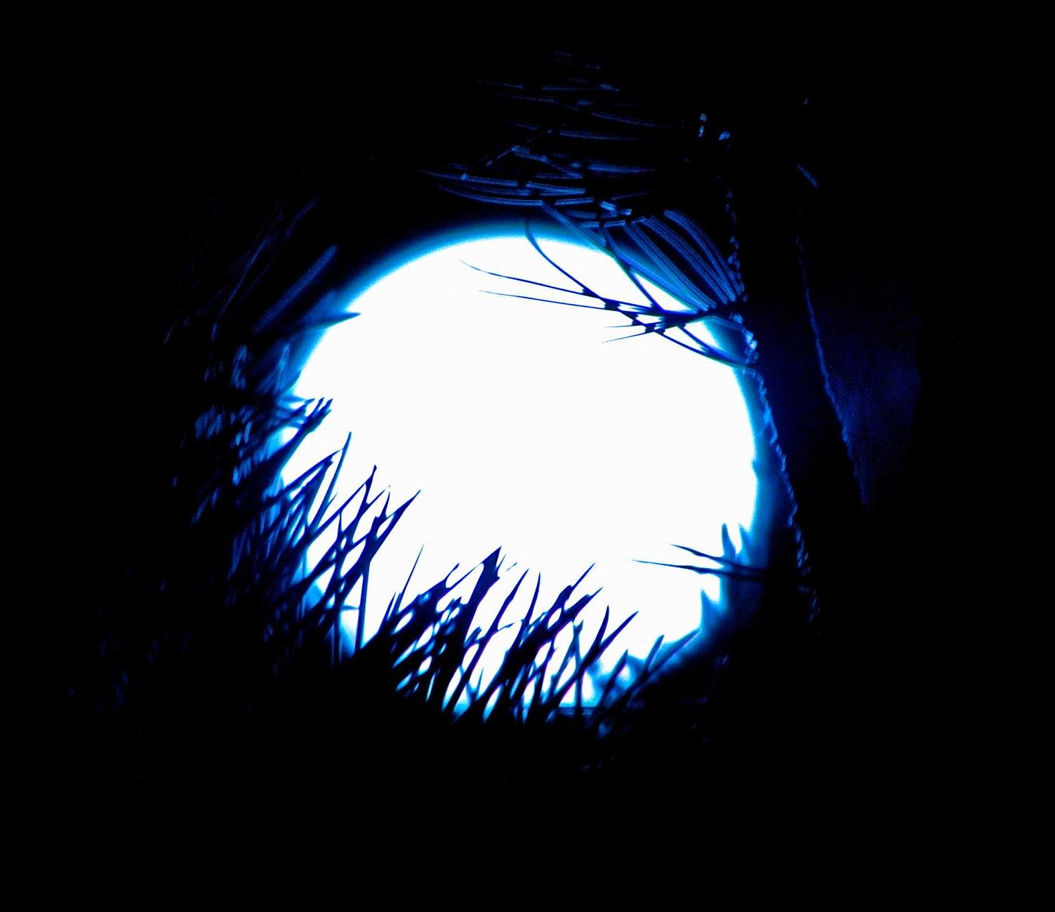 Pine Moon