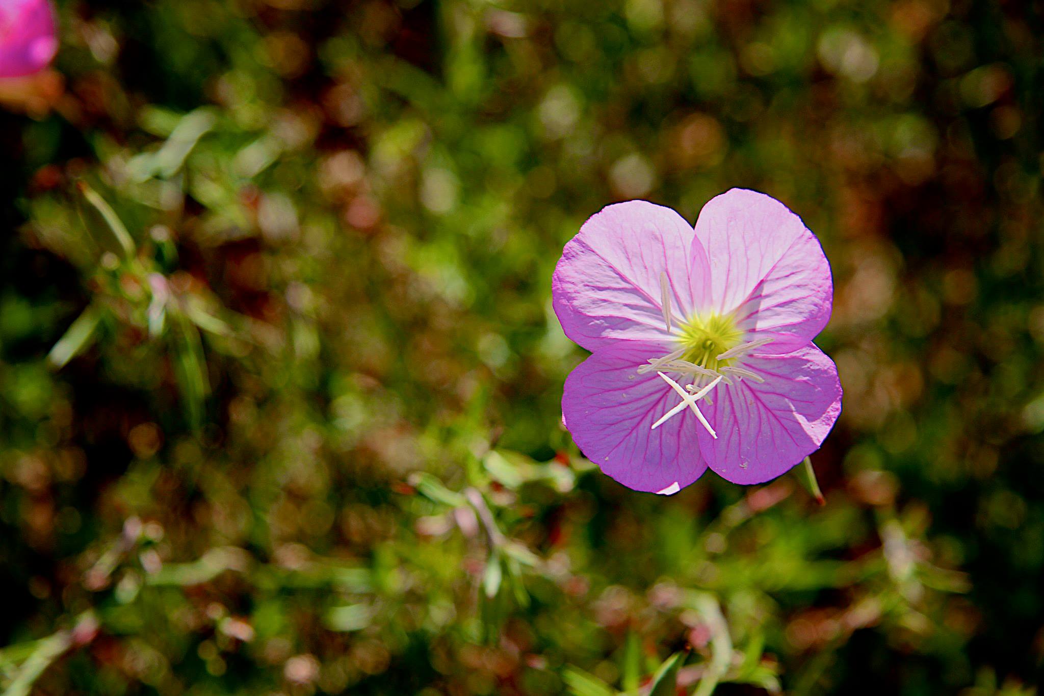 Pink Evening Primrose