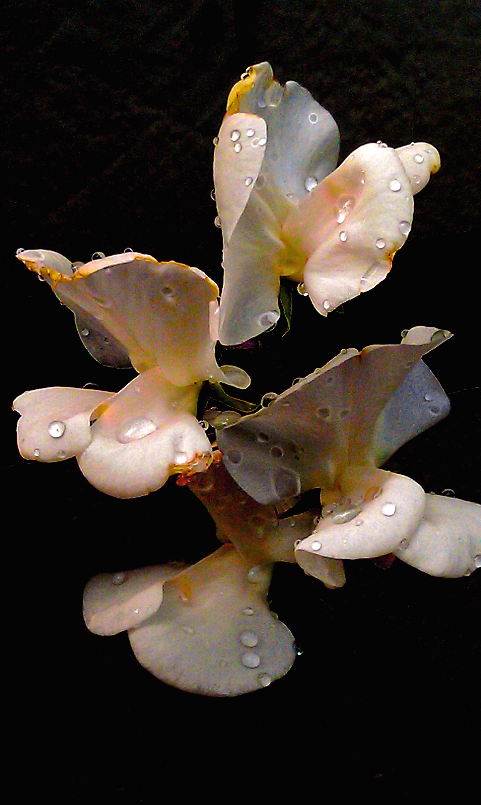 Portrait Of An Orchid