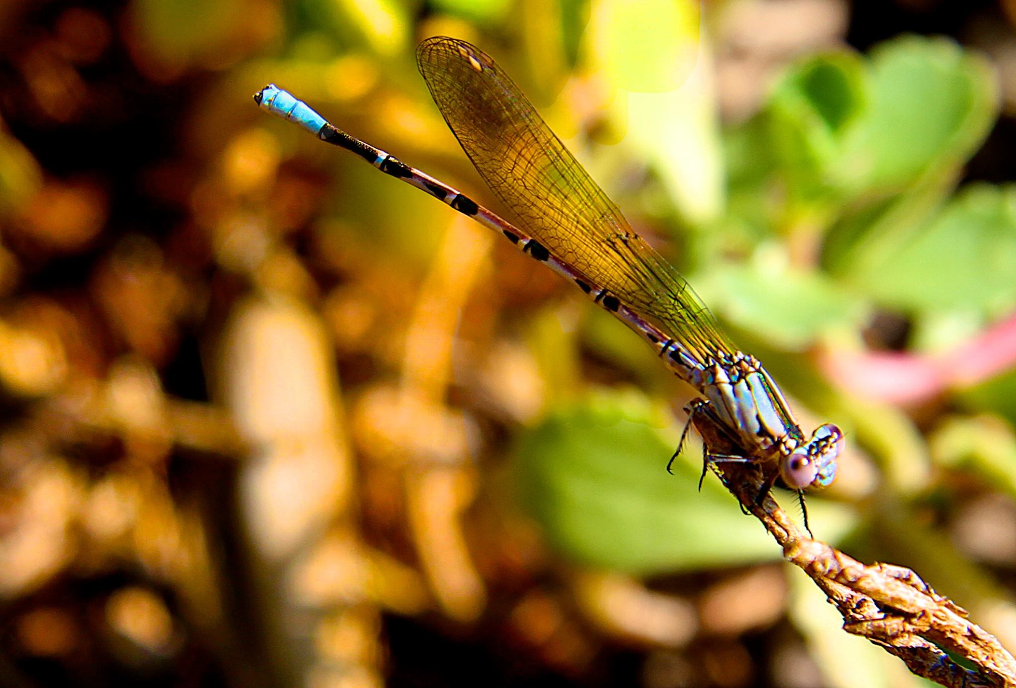 Blue Skimmer
