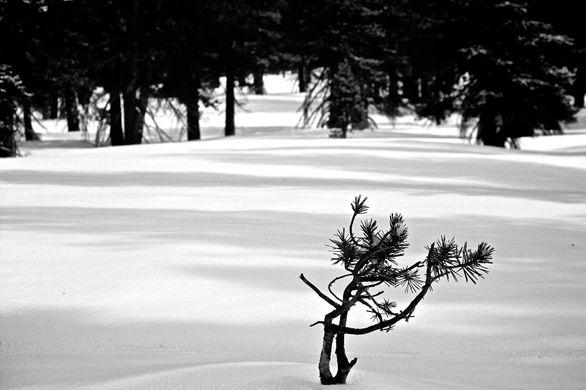 Snow Pine Tree, Tahoe Meadows