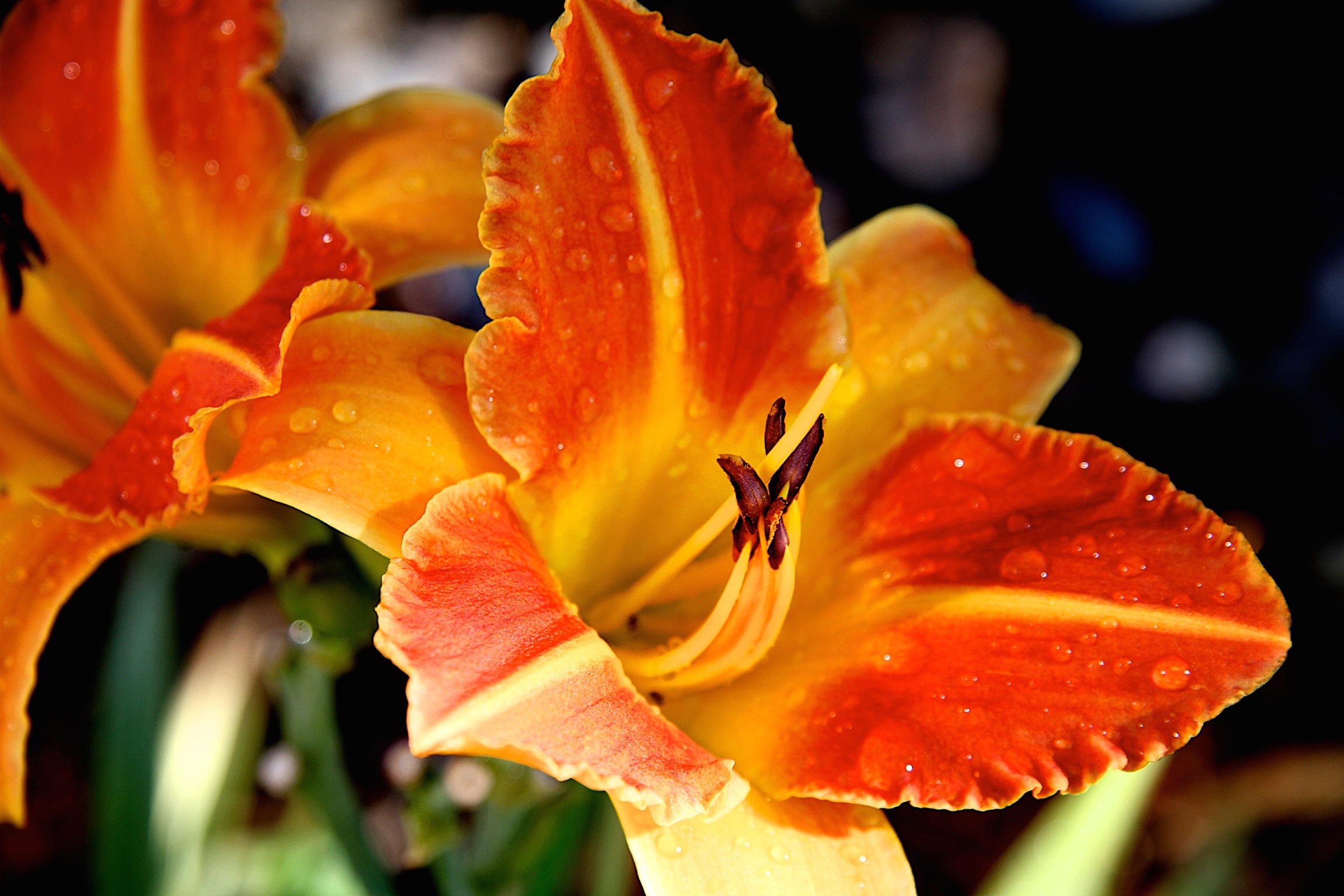 Tiger Lily