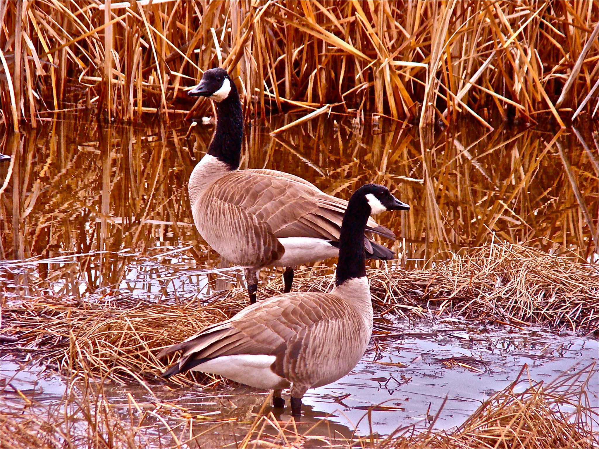 Watchers
