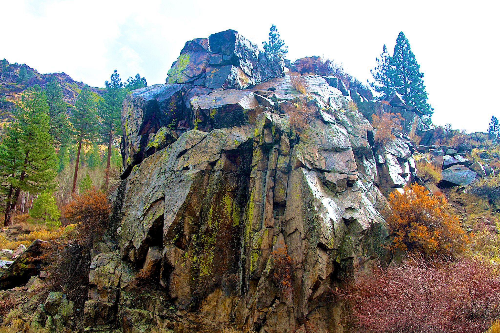 Wet Lichens