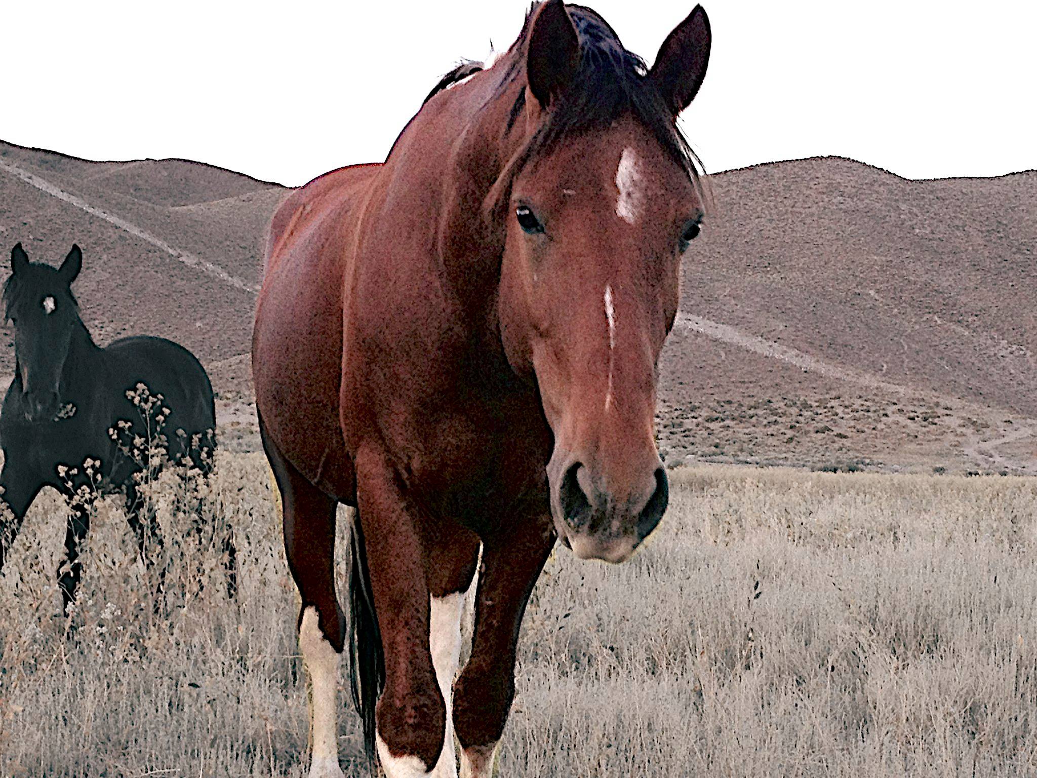 Wild Horses in the Pepperweed